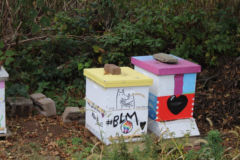 Two the hives at the James Street Community Garden. The queens bees are named Beenie Sanders and AppleBee