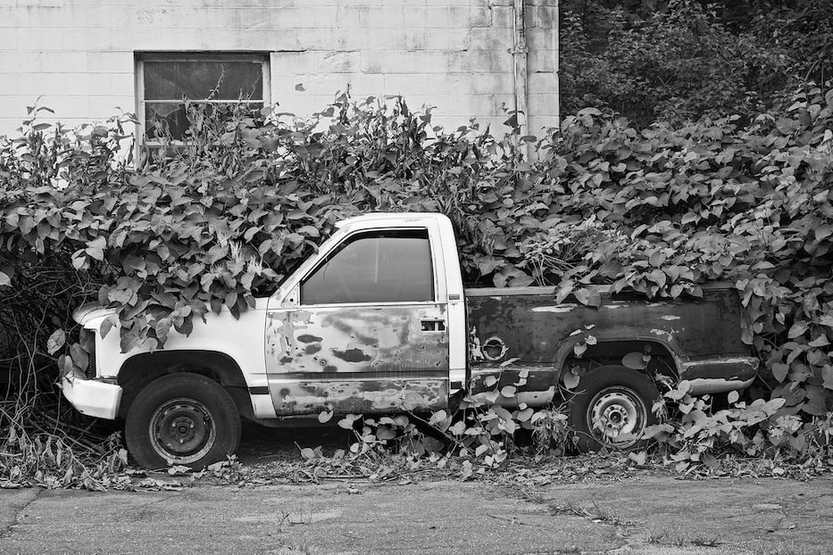 Pickup and Hedge-Courtesy Marjorie Wolfe