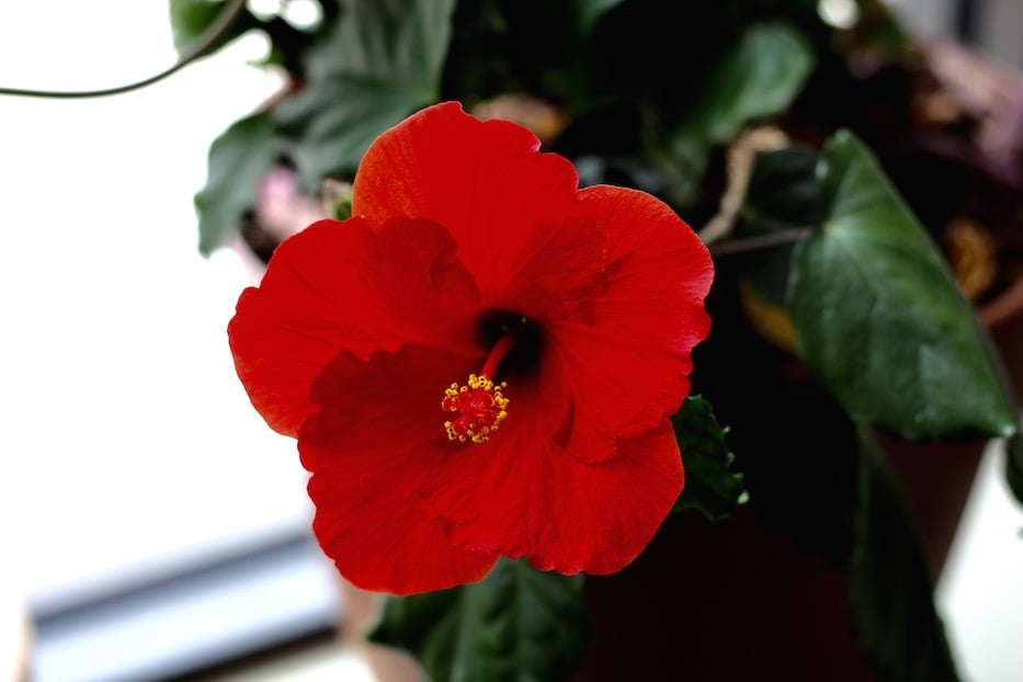 Hibiscus - 1