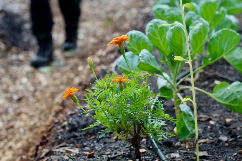 NewhallvilleStreetGarden - 6
