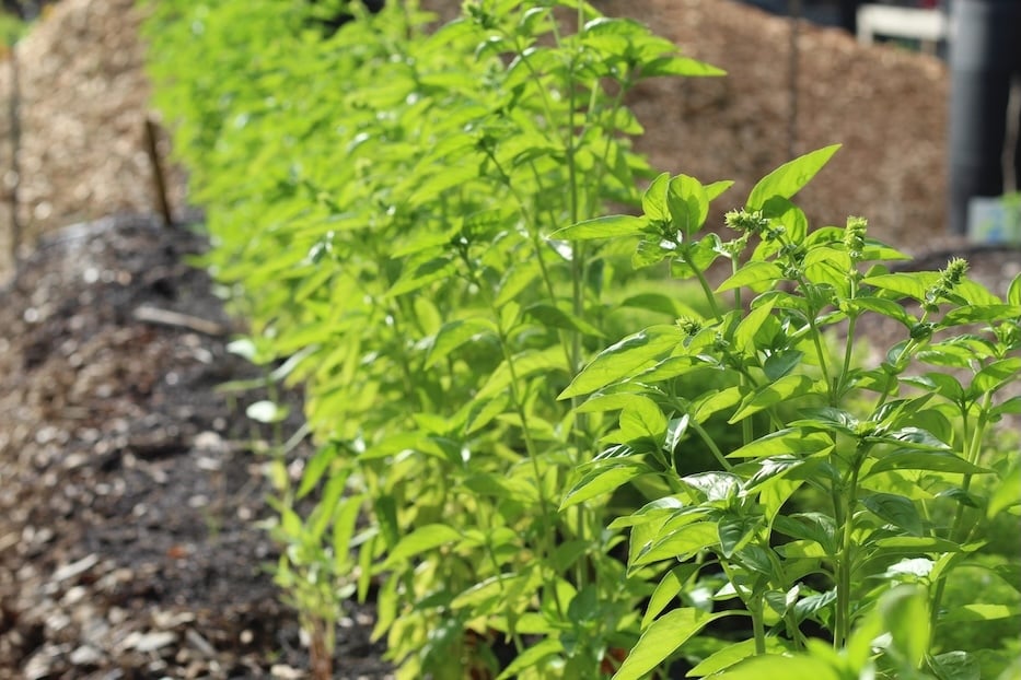 NewhallvilleStreetGarden - 8