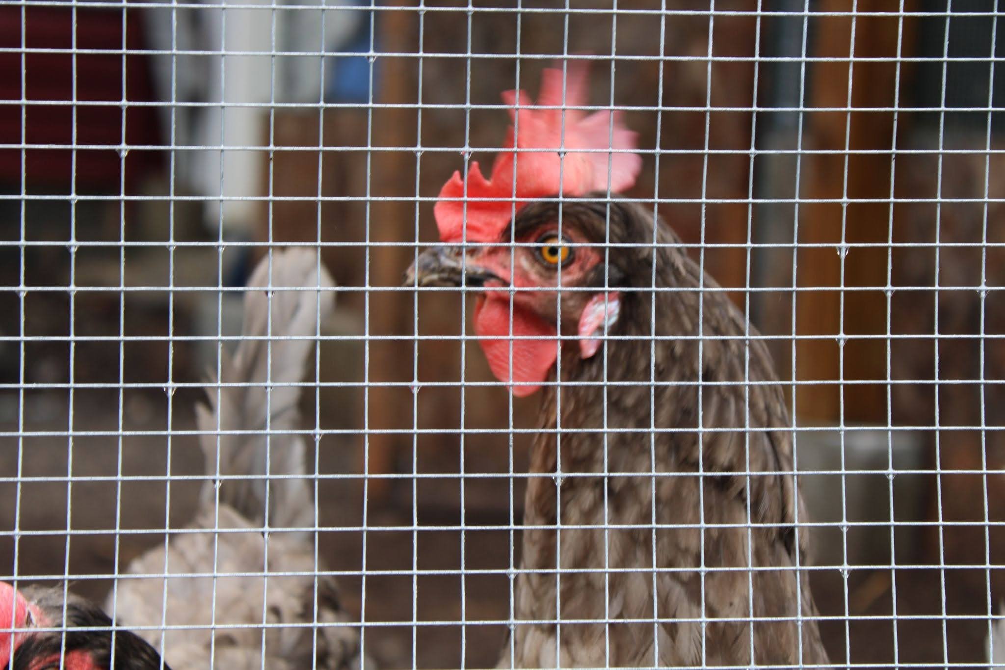 Chickens3