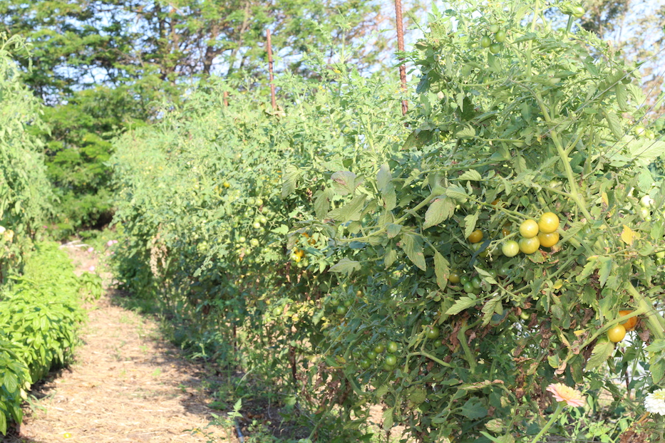 A row of tomatos on the Phoenix Farm