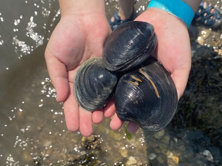 In Year Two, Guilford Clam Jam Makes A Splash