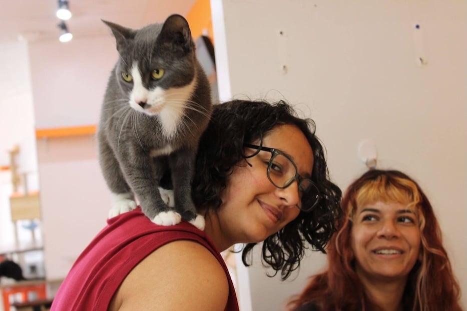 Mew Haven Nears Nine Fabulous, Furry, Feline Years On Whalley