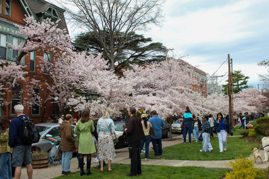 Historic Heritage Among Blooming Blossoms