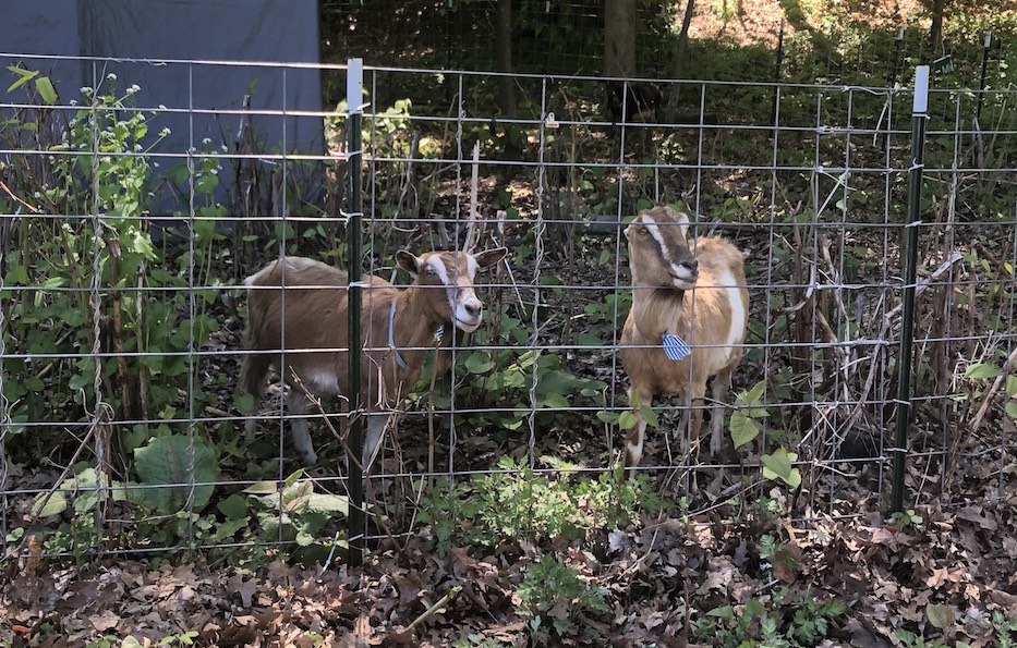 Furry Friends Get A Taste Of Edgewood Park