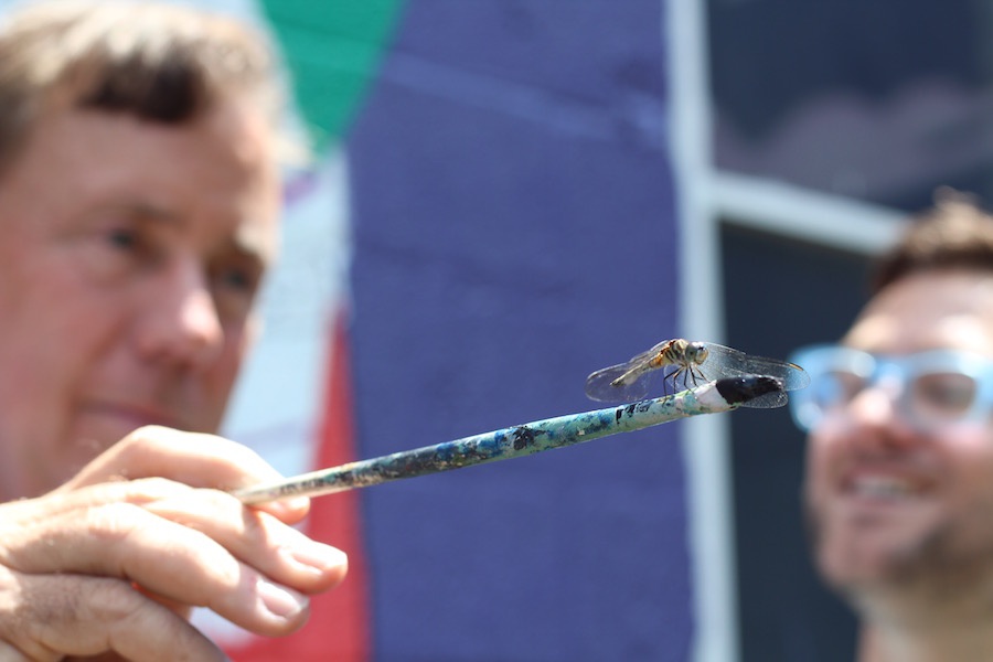 Are dragonflies drawn to Lamont?