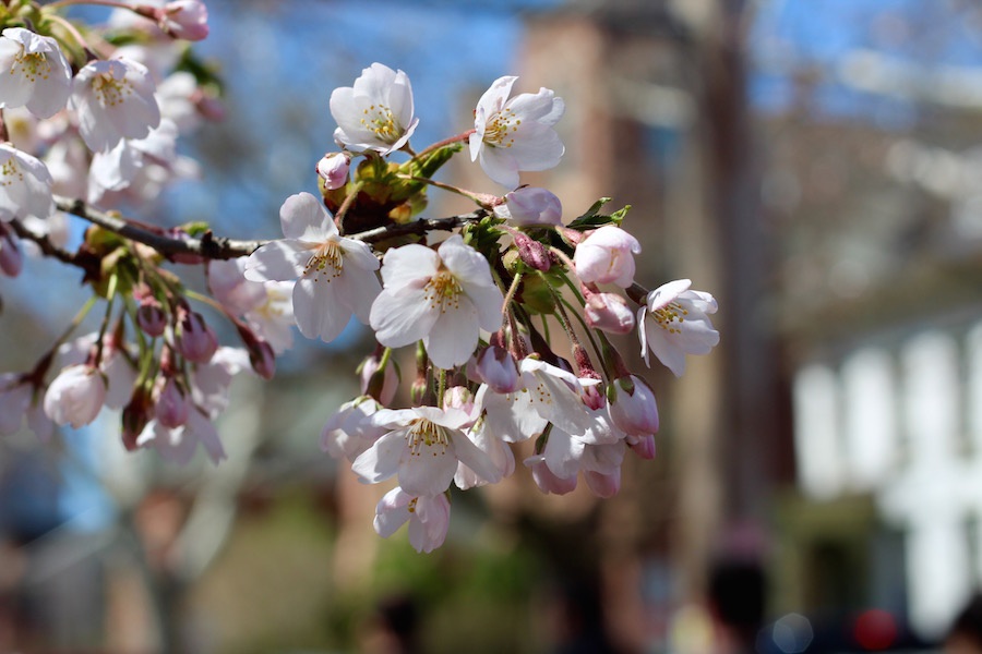 Nearly Blossomless, Blossom Festival Blooms On