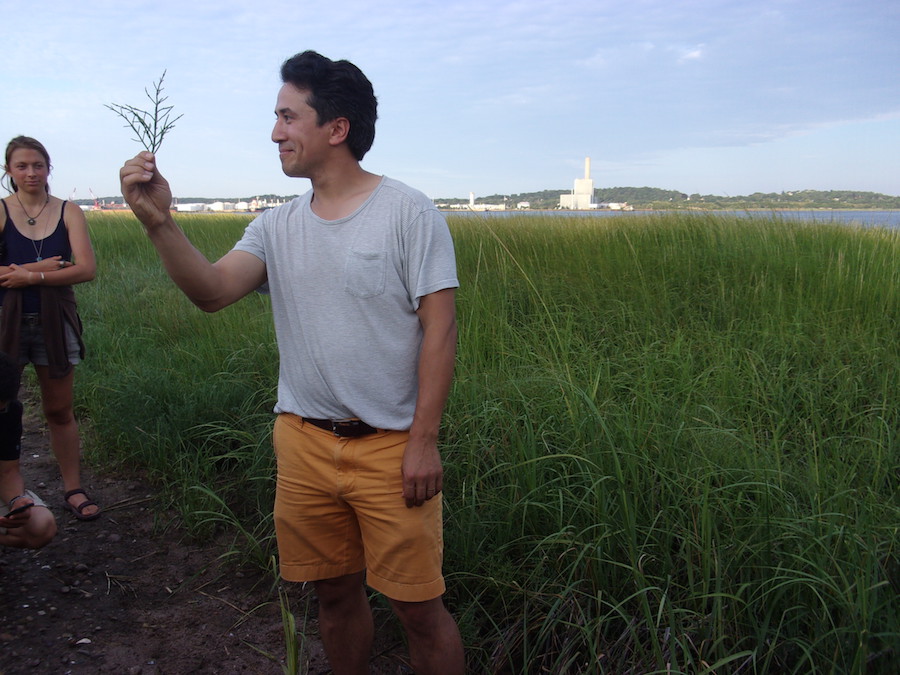 Justin Freiberg raises a spring of glasswort, which he and his friends grew up calling a