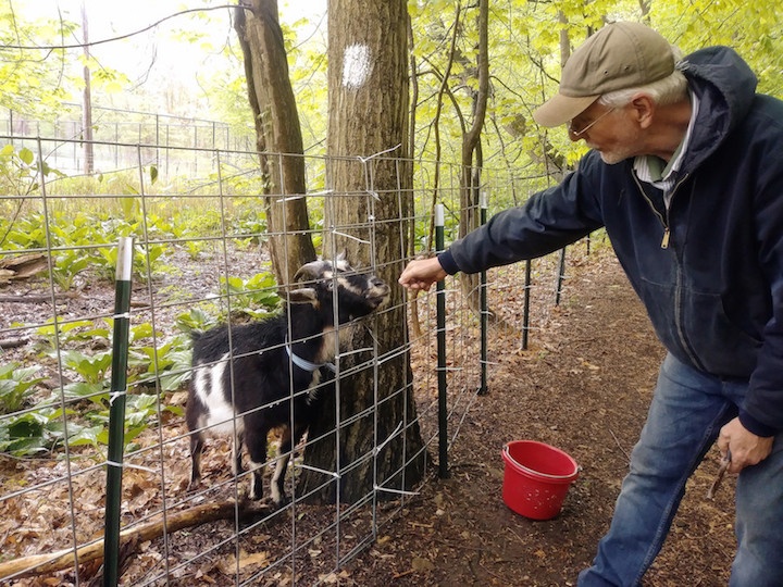 “Goatscaping” Takes On Edgewood Park