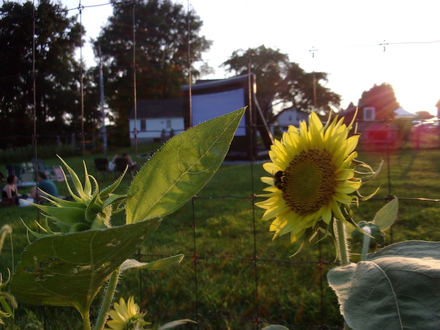Summer At Massaro Farm