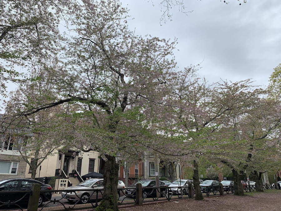 Blossom Fest Dances Right Through The Rain